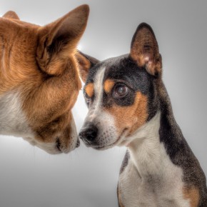 Ciudadanos impulsa una nueva ordenanza municipal de convivencia con animales